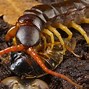Image result for Centipede