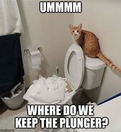 Image result for Cat Toilet Paper Meme