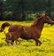 Image result for Free Horse Desktop
