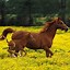 Image result for Wallpaper of Horses