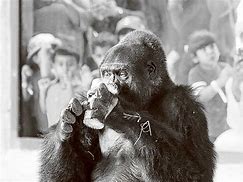 Image result for Lady Gorilla
