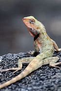 Image result for Mauritian House Lizard
