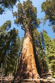 Image result for What Is the Biggest Tree in the World