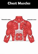 Image result for Chest Anatomy Mussle Groups