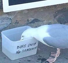 Image result for Funny Seagull Memes