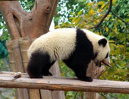 Image result for Giant Panda Bear Face