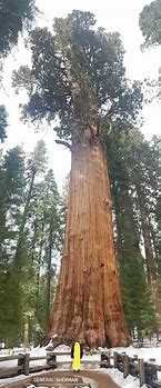 Image result for World's Largest Tree
