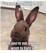Image result for Bunny Day Memes