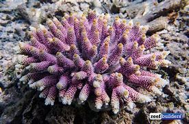 Image result for Millepora Coral