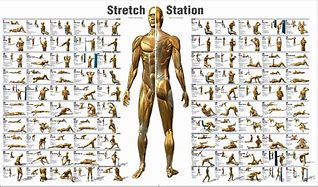 Image result for Stretching Exercises for Martial Arts