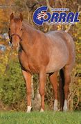 Image result for Raise Cain Racing Horse