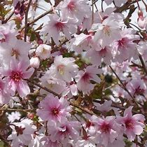 Image result for Prunus incisa Mikinori