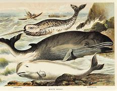 Image result for Book Fair Narwhal Unicorn