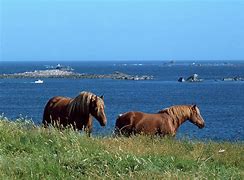 Image result for Celtic Horse Breeds