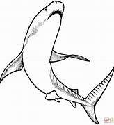 Image result for Tiger Shark Coloring Page