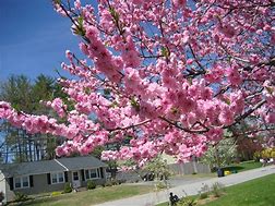 Image result for Pink Ornamental Trees