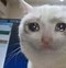 Image result for Cat Crying Meme Mouth