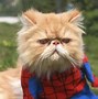 Image result for Cat Superhero