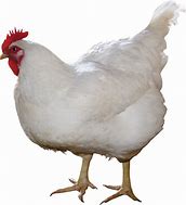 Image result for Chicken Hoodie