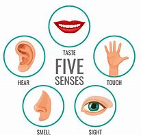 Image result for 5 Senses Book Preschool