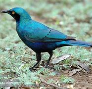 Image result for Lampornis Trochilidae