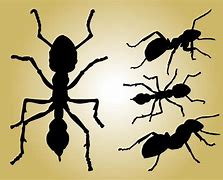 Image result for Ant Illustration