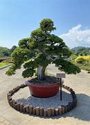 Image result for Bonsai Garten