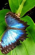 Image result for blue morpho butterflies