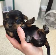 Image result for Sassy Puppy