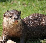 Image result for Otter in a Box