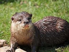 Image result for River Otter Swimming