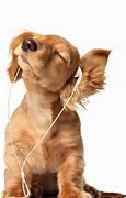 Image result for Dog within iPhone Image