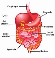 Image result for Digestive System Appendix