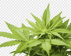 Image result for NPG Cannabis Leaf Smoking Weed