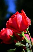 Image result for Give Me My Roses