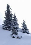 Image result for Cartoon Tree with Snow