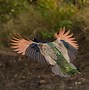 Image result for Peacock Flying