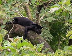 Image result for Black Panther in Tree