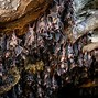Image result for Bat Hanging Upside Down Wings Open