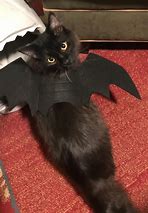 Image result for Cat with Bat Wings