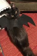 Image result for Cat Bat Picture