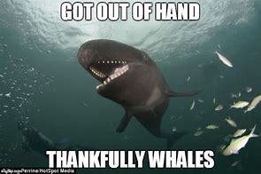 Image result for Thank You Whale Meme
