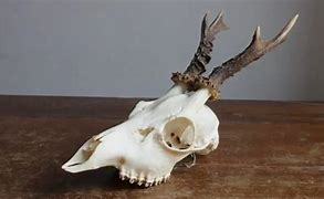 Image result for Deer Skull Profile