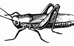 Image result for Cricket Insect