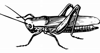 Image result for Cartoon Pic of an Insect Cricket