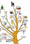 Image result for Tree of Life Evolution