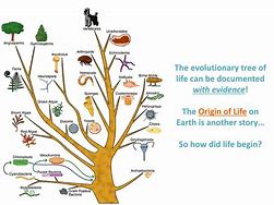 Image result for Tree of Life Memorization Practice