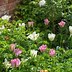 Image result for Tulipa Spring Green