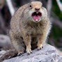 Image result for Squirrel Wallpaper Meme