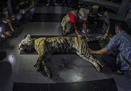 Image result for Death of Black Tiger Animal
